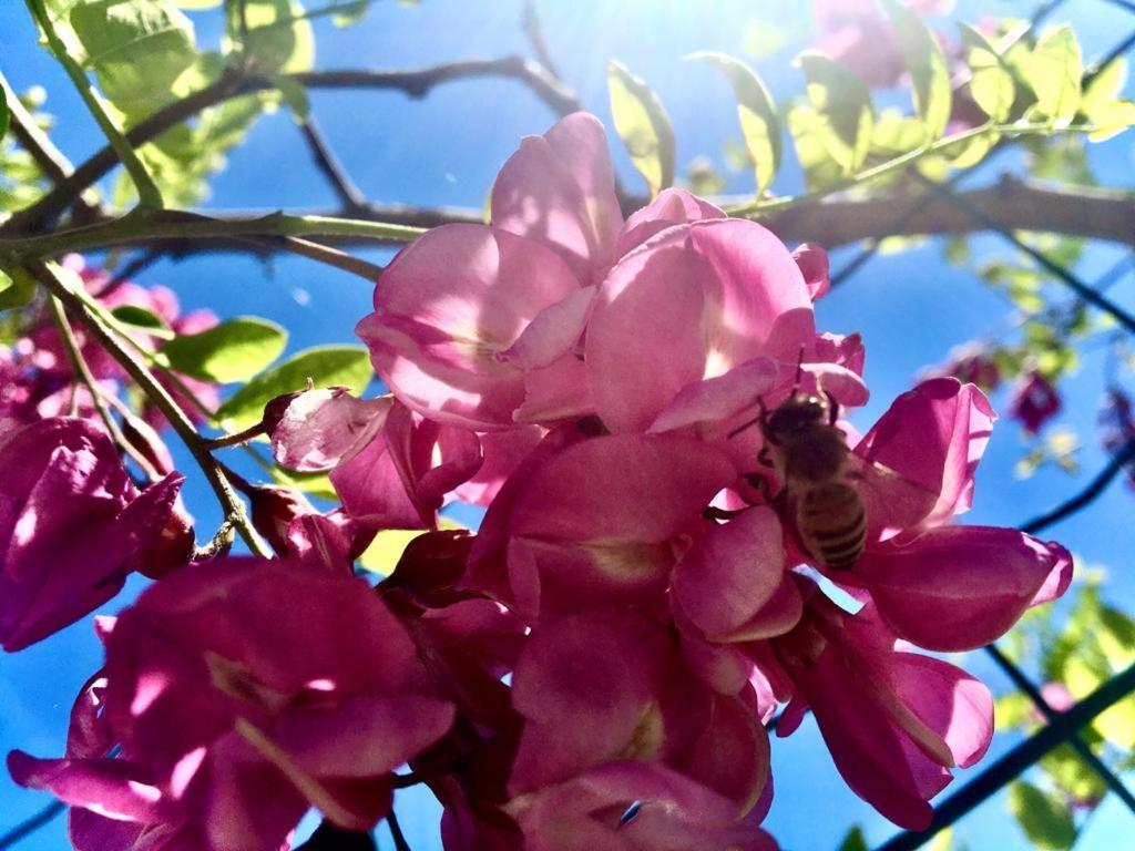 B&B Acacia Rosa 구아레네 외부 사진